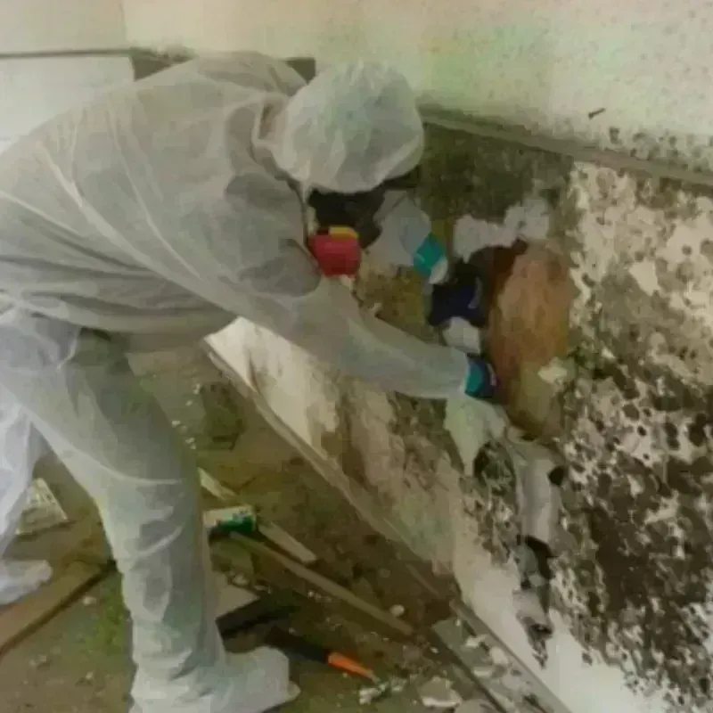 Mold Remediation and Removal in Cordele, GA